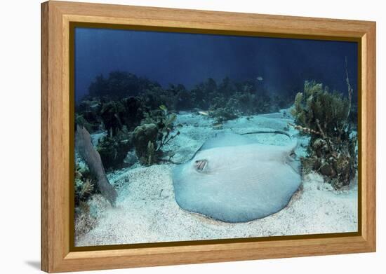 A Roughtail Stingray Rests on the Seafloor Near Turneffe Atoll-Stocktrek Images-Framed Premier Image Canvas