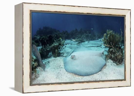 A Roughtail Stingray Rests on the Seafloor Near Turneffe Atoll-Stocktrek Images-Framed Premier Image Canvas