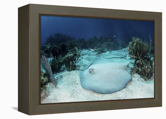 A Roughtail Stingray Rests on the Seafloor Near Turneffe Atoll-Stocktrek Images-Framed Premier Image Canvas