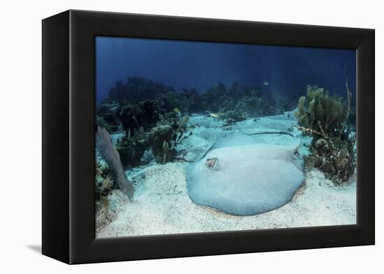 A Roughtail Stingray Rests on the Seafloor Near Turneffe Atoll-Stocktrek Images-Framed Premier Image Canvas