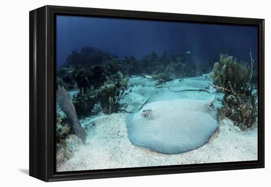 A Roughtail Stingray Rests on the Seafloor Near Turneffe Atoll-Stocktrek Images-Framed Premier Image Canvas