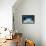 A Roughtail Stingray Rests on the Seafloor Near Turneffe Atoll-Stocktrek Images-Framed Premier Image Canvas displayed on a wall