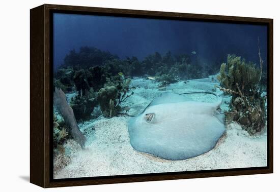 A Roughtail Stingray Rests on the Seafloor Near Turneffe Atoll-Stocktrek Images-Framed Premier Image Canvas