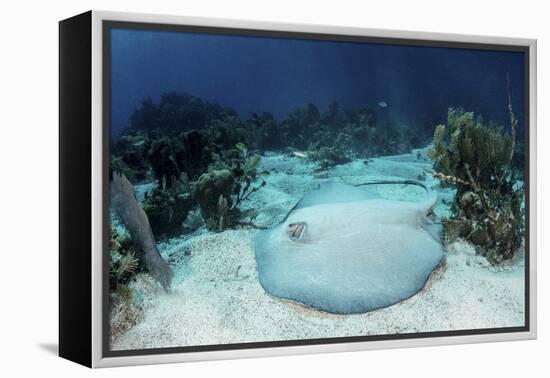 A Roughtail Stingray Rests on the Seafloor Near Turneffe Atoll-Stocktrek Images-Framed Premier Image Canvas