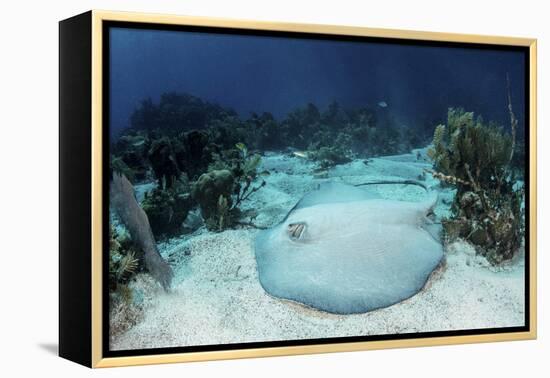 A Roughtail Stingray Rests on the Seafloor Near Turneffe Atoll-Stocktrek Images-Framed Premier Image Canvas