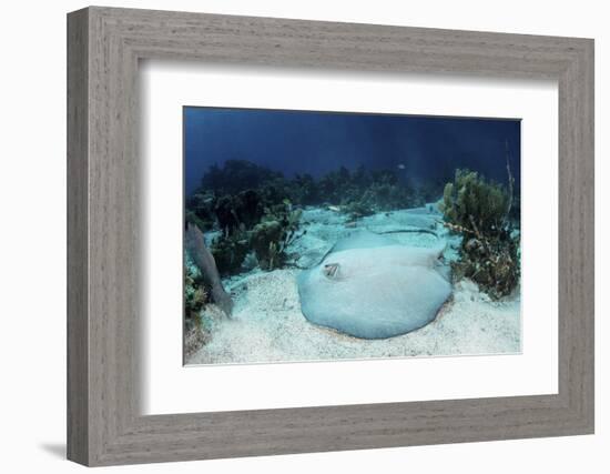 A Roughtail Stingray Rests on the Seafloor Near Turneffe Atoll-Stocktrek Images-Framed Photographic Print