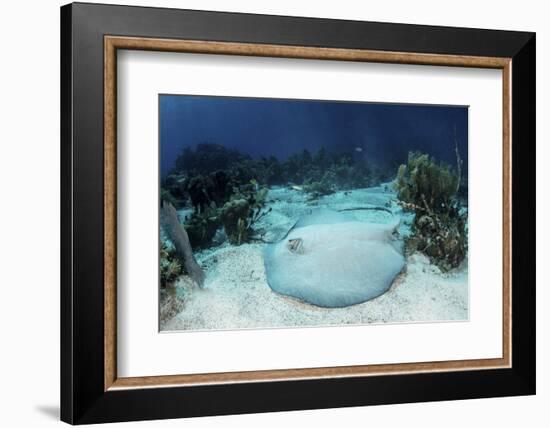 A Roughtail Stingray Rests on the Seafloor Near Turneffe Atoll-Stocktrek Images-Framed Photographic Print