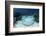 A Roughtail Stingray Rests on the Seafloor Near Turneffe Atoll-Stocktrek Images-Framed Photographic Print