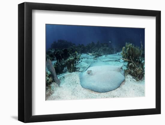 A Roughtail Stingray Rests on the Seafloor Near Turneffe Atoll-Stocktrek Images-Framed Photographic Print