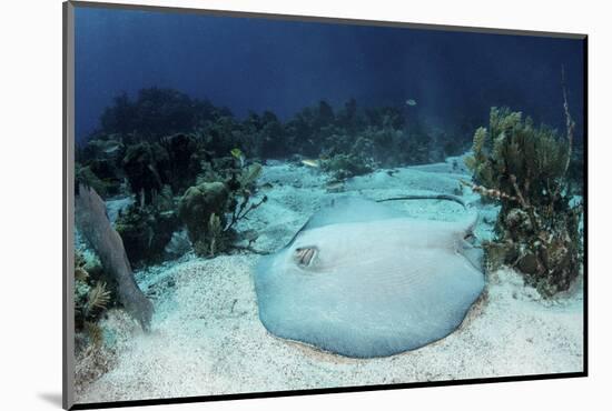 A Roughtail Stingray Rests on the Seafloor Near Turneffe Atoll-Stocktrek Images-Mounted Photographic Print
