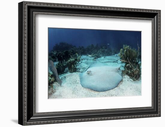 A Roughtail Stingray Rests on the Seafloor Near Turneffe Atoll-Stocktrek Images-Framed Photographic Print