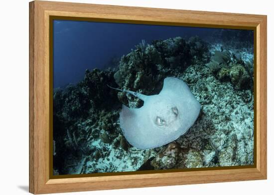 A Roughtail Stingray Swims over the Seafloor Near Turneffe Atoll-Stocktrek Images-Framed Premier Image Canvas