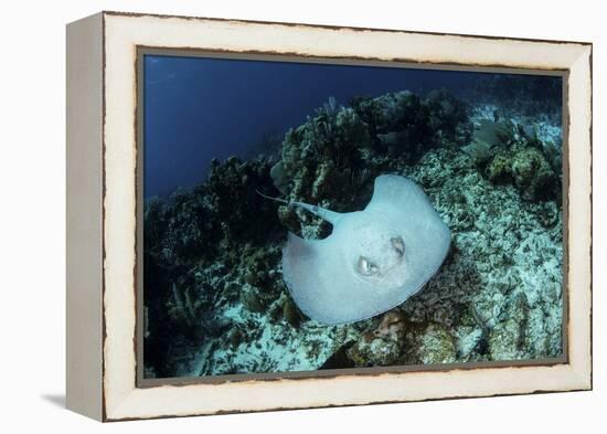 A Roughtail Stingray Swims over the Seafloor Near Turneffe Atoll-Stocktrek Images-Framed Premier Image Canvas