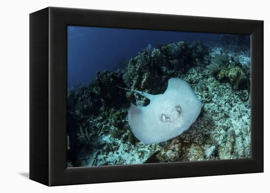 A Roughtail Stingray Swims over the Seafloor Near Turneffe Atoll-Stocktrek Images-Framed Premier Image Canvas