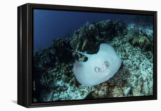 A Roughtail Stingray Swims over the Seafloor Near Turneffe Atoll-Stocktrek Images-Framed Premier Image Canvas