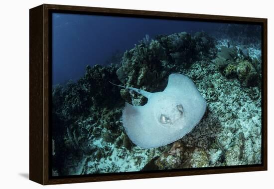 A Roughtail Stingray Swims over the Seafloor Near Turneffe Atoll-Stocktrek Images-Framed Premier Image Canvas