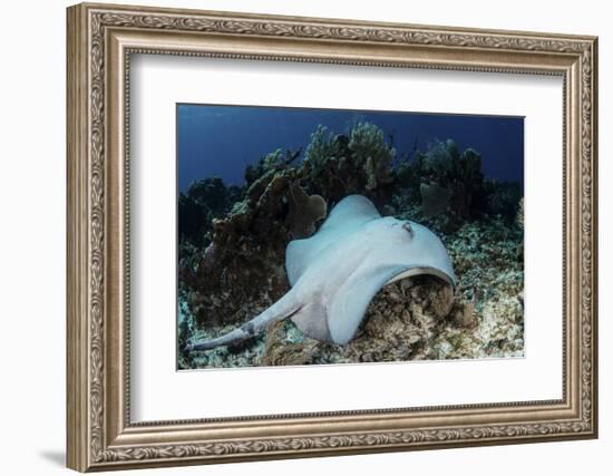 A Roughtail Stingray Swims over the Seafloor Near Turneffe Atoll-Stocktrek Images-Framed Photographic Print