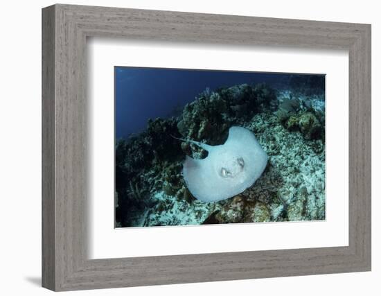 A Roughtail Stingray Swims over the Seafloor Near Turneffe Atoll-Stocktrek Images-Framed Photographic Print