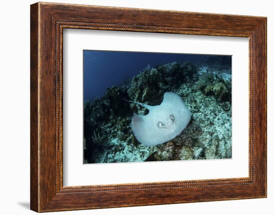 A Roughtail Stingray Swims over the Seafloor Near Turneffe Atoll-Stocktrek Images-Framed Photographic Print