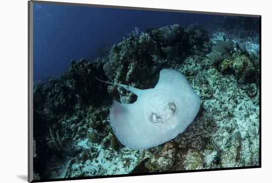 A Roughtail Stingray Swims over the Seafloor Near Turneffe Atoll-Stocktrek Images-Mounted Photographic Print