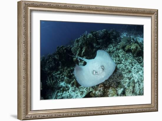 A Roughtail Stingray Swims over the Seafloor Near Turneffe Atoll-Stocktrek Images-Framed Photographic Print