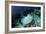 A Roughtail Stingray Swims over the Seafloor Near Turneffe Atoll-Stocktrek Images-Framed Photographic Print