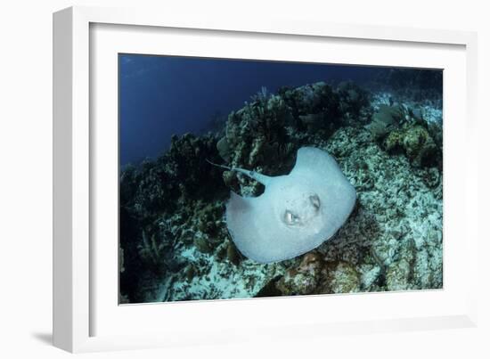 A Roughtail Stingray Swims over the Seafloor Near Turneffe Atoll-Stocktrek Images-Framed Photographic Print