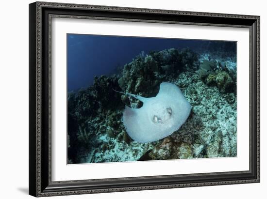 A Roughtail Stingray Swims over the Seafloor Near Turneffe Atoll-Stocktrek Images-Framed Photographic Print