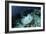 A Roughtail Stingray Swims over the Seafloor Near Turneffe Atoll-Stocktrek Images-Framed Photographic Print