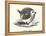 A round robin (engraving)-English School-Framed Premier Image Canvas
