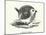 A round robin (engraving)-English School-Mounted Photographic Print