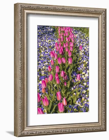 A row of pink tulips between purple and white pansies-Sheila Haddad-Framed Photographic Print