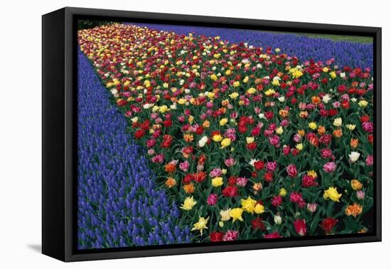 A Row of Red and Yellow Tulips Flanked by Rows of Blue Flowers., 2021 (Photo)-Sisse Brimberg-Framed Premier Image Canvas