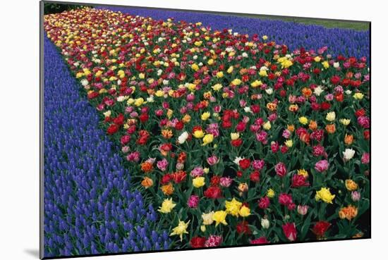 A Row of Red and Yellow Tulips Flanked by Rows of Blue Flowers., 2021 (Photo)-Sisse Brimberg-Mounted Giclee Print