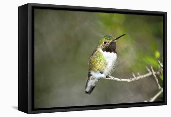 A Ruby-Throated Hummingbird, One of the Most Common of the Hummers-Richard Wright-Framed Premier Image Canvas