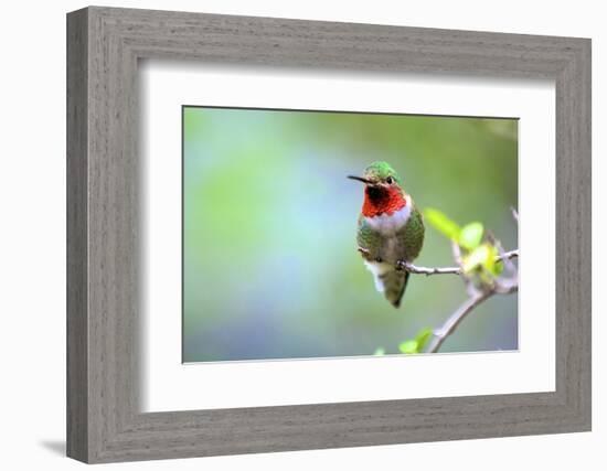 A Ruby-Throated Hummingbird, One of the Most Common of the Hummers-Richard Wright-Framed Photographic Print