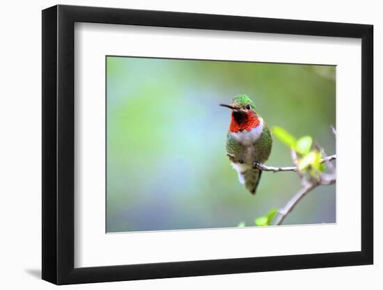 A Ruby-Throated Hummingbird, One of the Most Common of the Hummers-Richard Wright-Framed Photographic Print