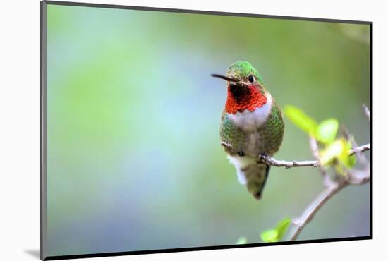 A Ruby-Throated Hummingbird, One of the Most Common of the Hummers-Richard Wright-Mounted Photographic Print