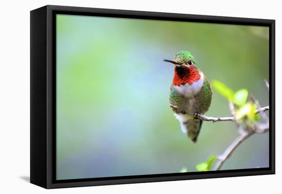 A Ruby-Throated Hummingbird, One of the Most Common of the Hummers-Richard Wright-Framed Premier Image Canvas