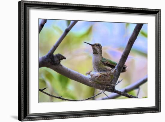 A Ruby-Throated Hummingbird, One of the Most Common of the Hummers-Richard Wright-Framed Photographic Print