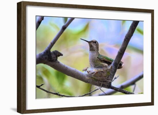 A Ruby-Throated Hummingbird, One of the Most Common of the Hummers-Richard Wright-Framed Photographic Print