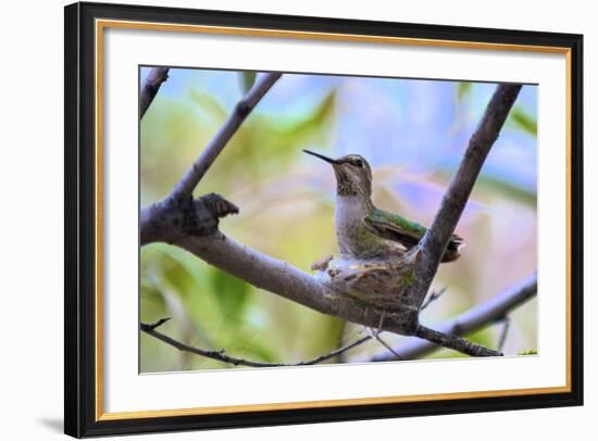 A Ruby-Throated Hummingbird, One of the Most Common of the Hummers-Richard Wright-Framed Photographic Print