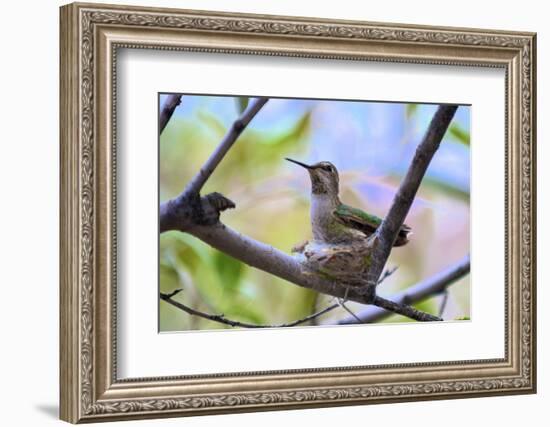 A Ruby-Throated Hummingbird, One of the Most Common of the Hummers-Richard Wright-Framed Photographic Print