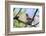 A Ruby-Throated Hummingbird, One of the Most Common of the Hummers-Richard Wright-Framed Photographic Print