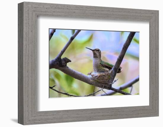 A Ruby-Throated Hummingbird, One of the Most Common of the Hummers-Richard Wright-Framed Photographic Print