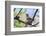 A Ruby-Throated Hummingbird, One of the Most Common of the Hummers-Richard Wright-Framed Photographic Print