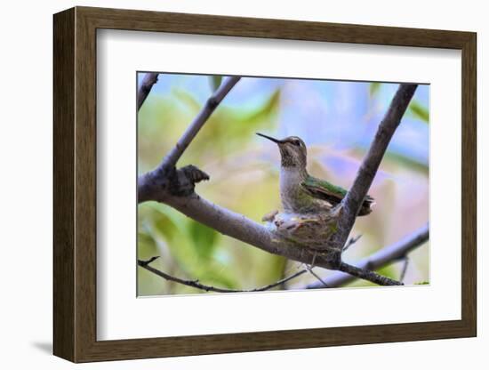 A Ruby-Throated Hummingbird, One of the Most Common of the Hummers-Richard Wright-Framed Photographic Print