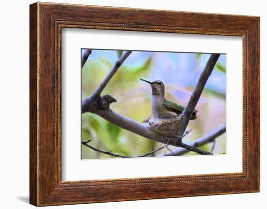 A Ruby-Throated Hummingbird, One of the Most Common of the Hummers-Richard Wright-Framed Photographic Print