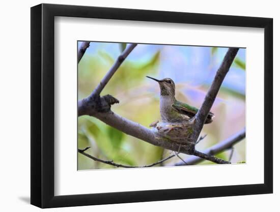 A Ruby-Throated Hummingbird, One of the Most Common of the Hummers-Richard Wright-Framed Photographic Print