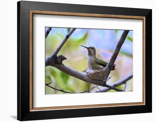 A Ruby-Throated Hummingbird, One of the Most Common of the Hummers-Richard Wright-Framed Photographic Print